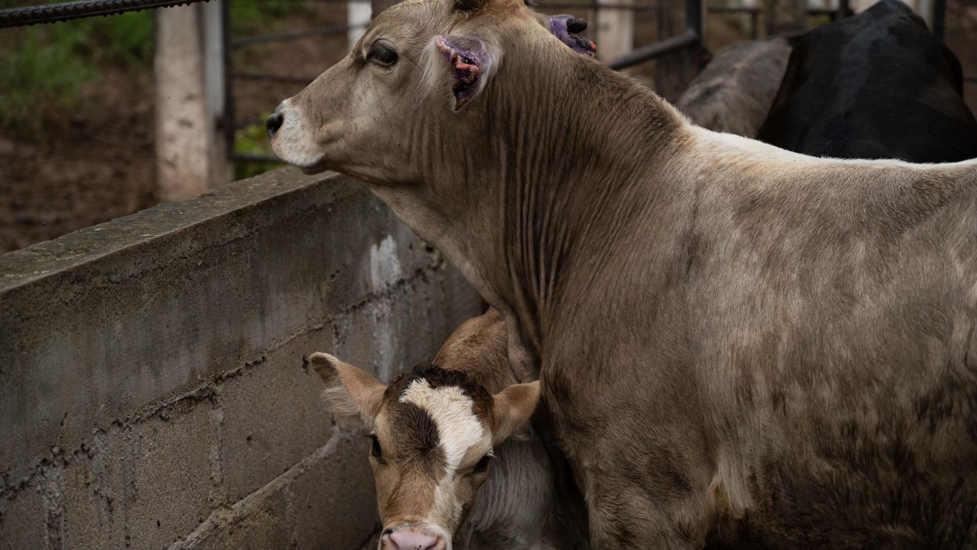 Las larvas se introducen en los tejidos vivos de los animales. Foto: Cuartobscuro